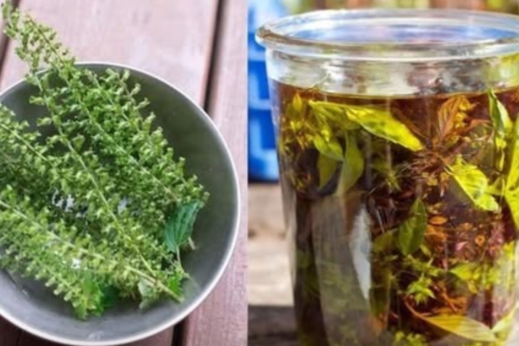 4 Formas de Usar as Flores de Manjericao